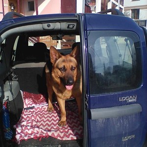 Boarding dog in Pitești pet sitting request