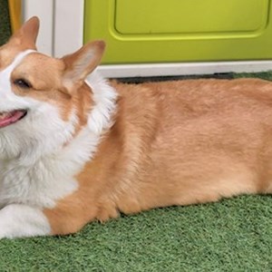 Plimbări caine in Florești cerere pet sitting