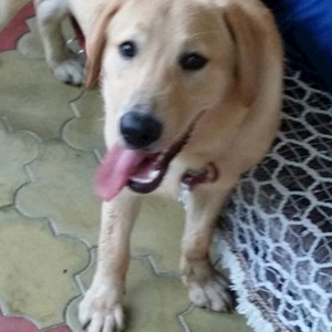 Cazare caine in București cerere pet sitting