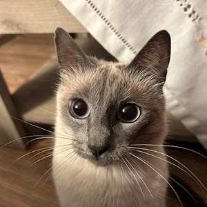 Cazare pisica in București cerere pet sitting