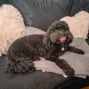 Sitting la stăpân caine in Cluj-Napoca cerere pet sitting