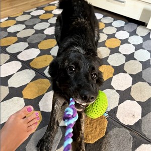 Boarding dog in București pet sitting request