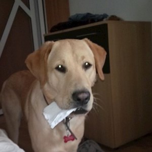 Plimbări caine in București cerere pet sitting