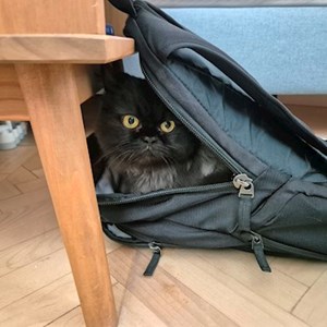 One visit cat in București pet sitting request
