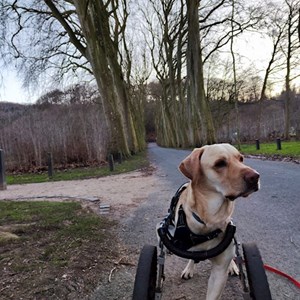 Sitting at owner dog in Cluj-Napoca pet sitting request