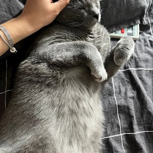 O vizita pisica in București cerere pet sitting