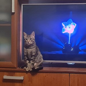 Cazare pisica in București cerere pet sitting