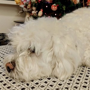 Cazare caine in București cerere pet sitting