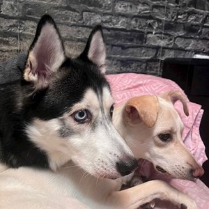 Pet Day Care dogs in București pet sitting request