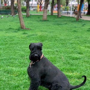 Dog Walking dog in București pet sitting request