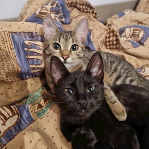 O vizita pisici in Cluj-Napoca cerere pet sitting