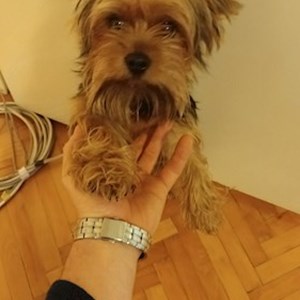 Kutyanapközi kutya -ban Târgu Mureș kisállatszitting kérés