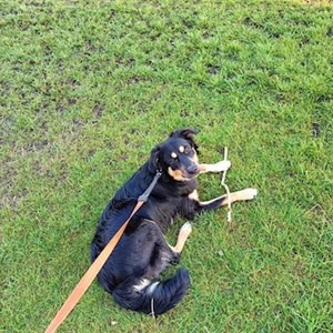 Plimbări caine in Cluj-Napoca cerere pet sitting