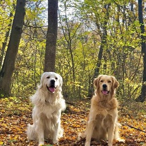 Sitting la stăpân câini in Turda cerere pet sitting