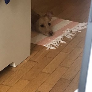 Boarding dog in București pet sitting request