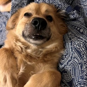 Plimbări caine in București cerere pet sitting