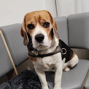 Cazare caine in București cerere pet sitting