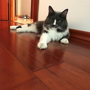 Boarding cat in București pet sitting request