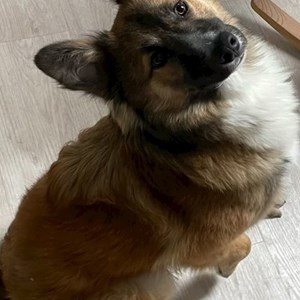 Boarding dog in București pet sitting request