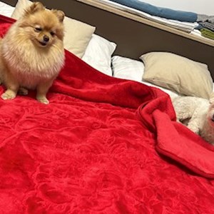 Cazare câini in București cerere pet sitting