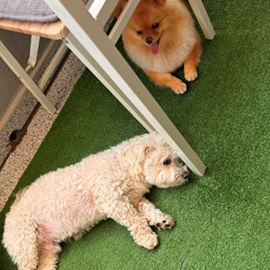 Cazare câini in București cerere pet sitting