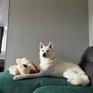 Cazare caine in Cluj-Napoca cerere pet sitting