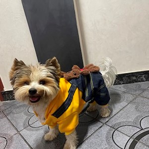 Boarding dog in Domnești pet sitting request