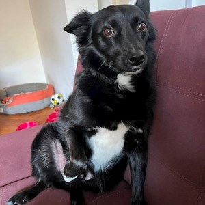 Cazare caine in Cluj-Napoca cerere pet sitting