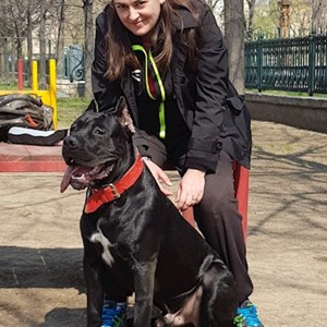 Walks dog in București pet sitting request