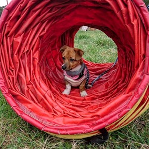 Cazare caine in Cluj-Napoca cerere pet sitting