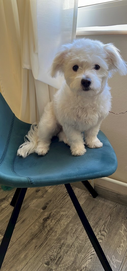 HRENIUC- petsitter București or Pet nanny for 