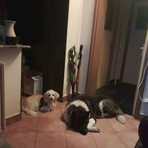 Cazare câini in București cerere pet sitting