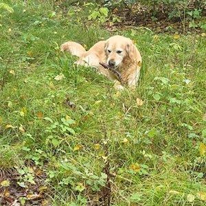 Plimbare caine in Târgu Mureș cerere pet sitting