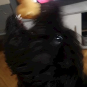 Sitting la stăpân caine in Cluj-Napoca cerere pet sitting