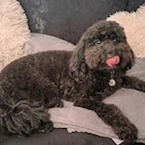 Sitting la stăpân pisica in Cluj-Napoca cerere pet sitting