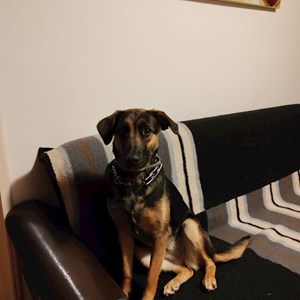 Szállás kutya -ban București kisállatszitting kérés