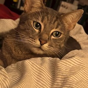 Cazare pisica in București cerere pet sitting