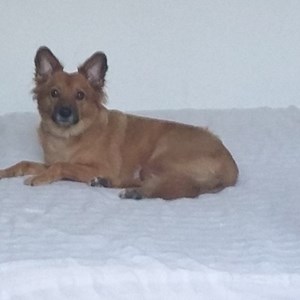 Cazare caine in București cerere pet sitting