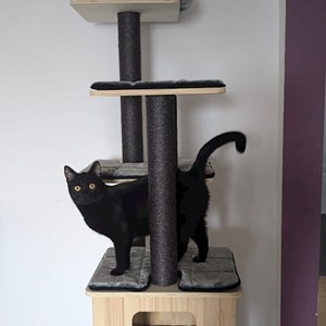 One visit cats in Cluj-Napoca pet sitting request