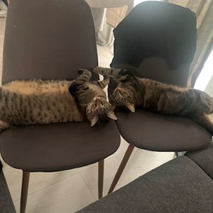 O vizita pisici in Horpaz cerere pet sitting