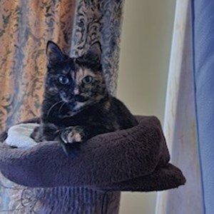 One visit cat in București pet sitting request