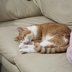 Visits cats in București pet sitting request