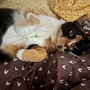 O vizita pisica in București cerere pet sitting