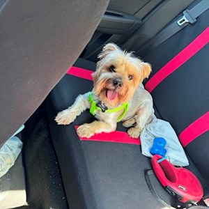 Cazare caine in București cerere pet sitting