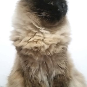 Cazare pisica in Iași cerere pet sitting