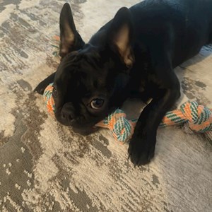 Cazare caine in Ștefăneștii de Jos cerere pet sitting