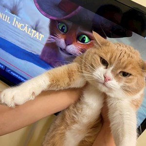 O vizita pisica in Cluj-Napoca cerere pet sitting