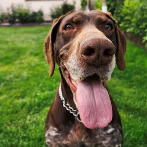 Cazare caine in București cerere pet sitting