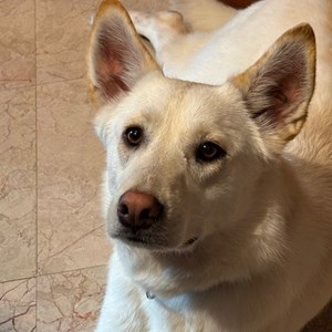 Cazare caine in București cerere pet sitting