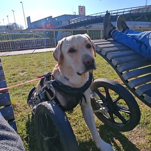 Sitting at owner dog in Cluj-Napoca pet sitting request